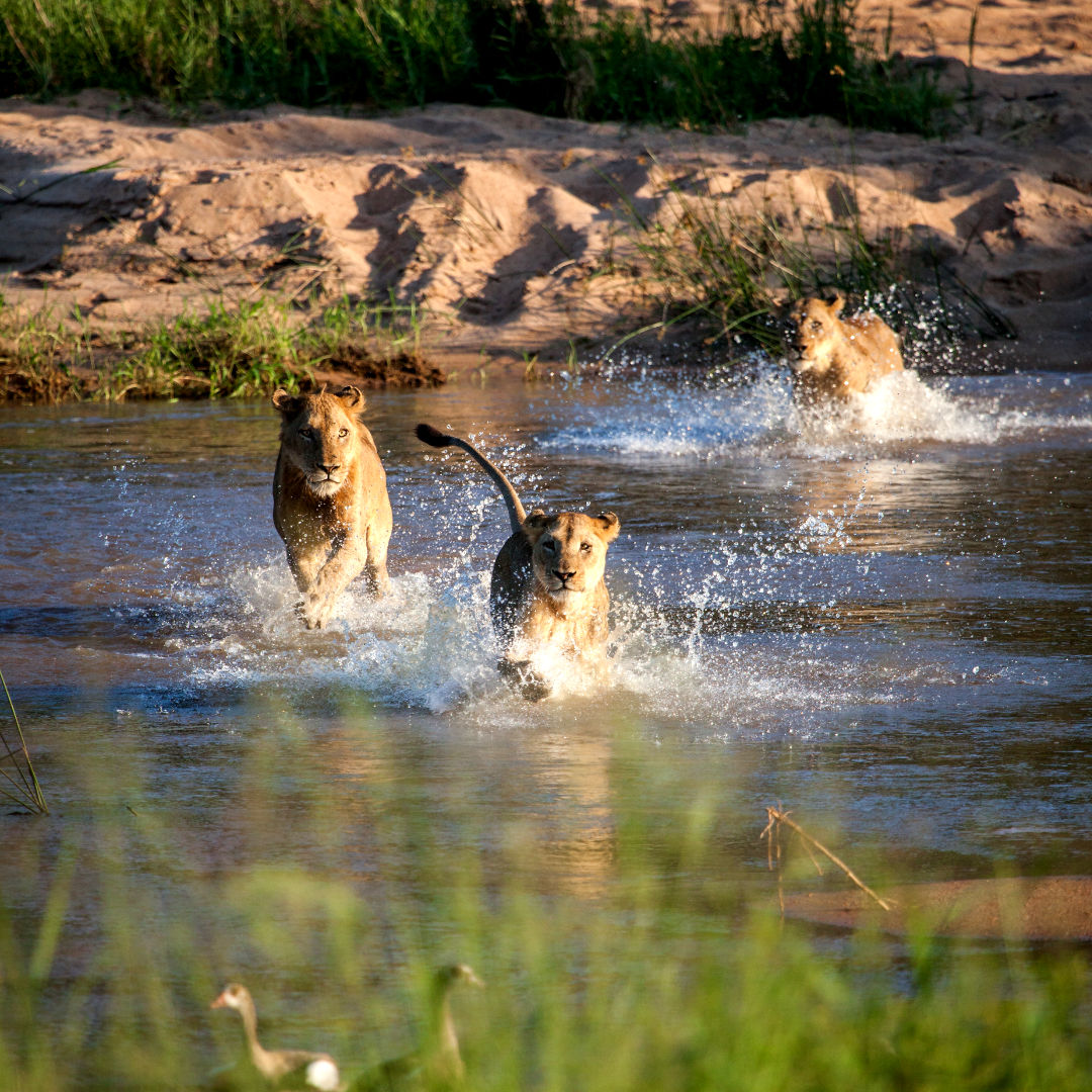 find your pride sisterhood lioness rising
