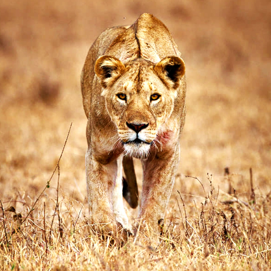 lioness queen of the savannah rising