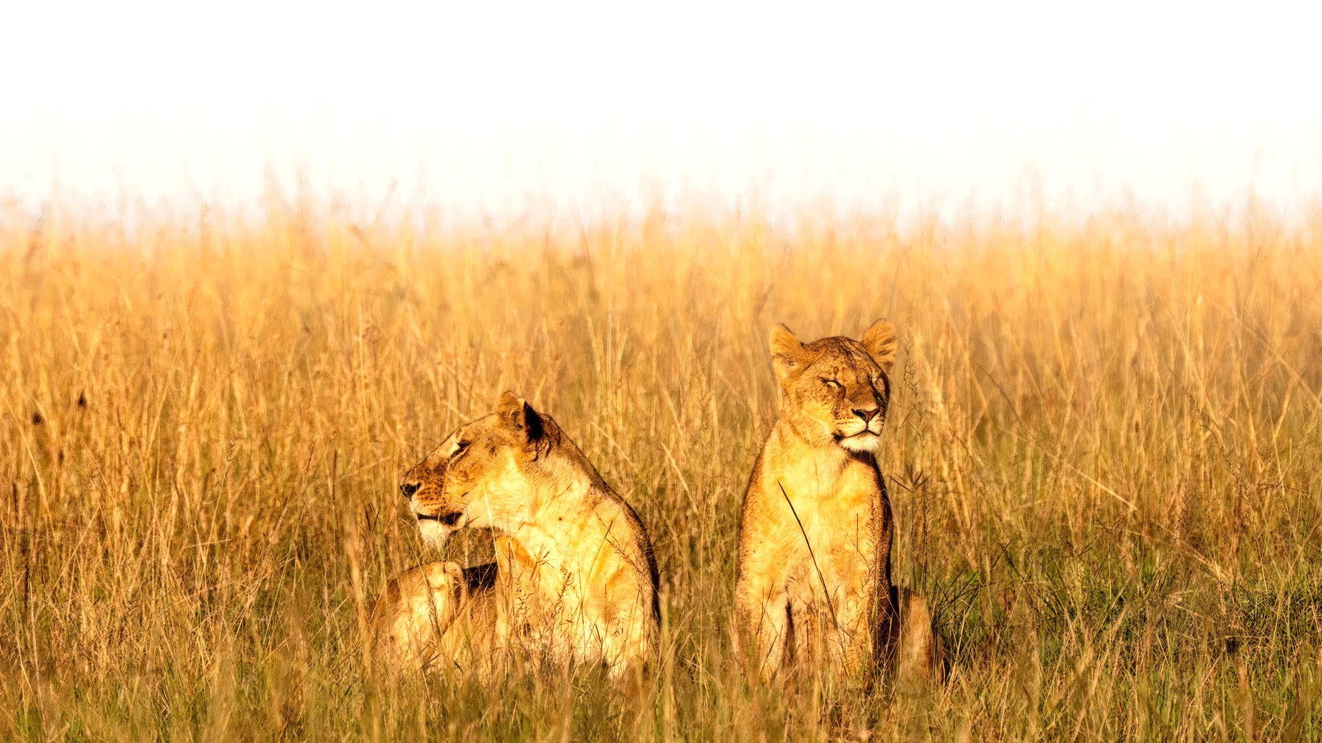 lioness rising our mission our cause