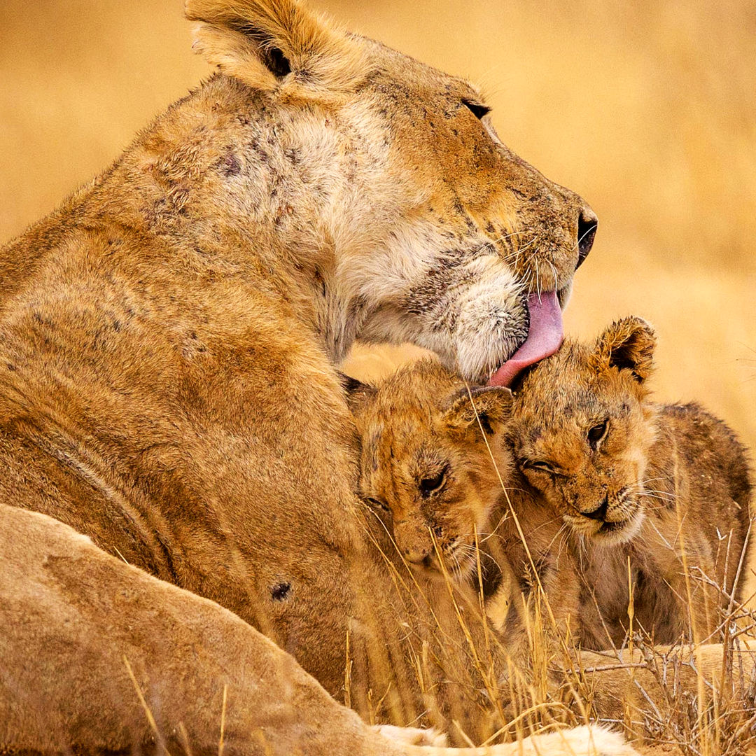 mothers empowering their daughters lioness rising